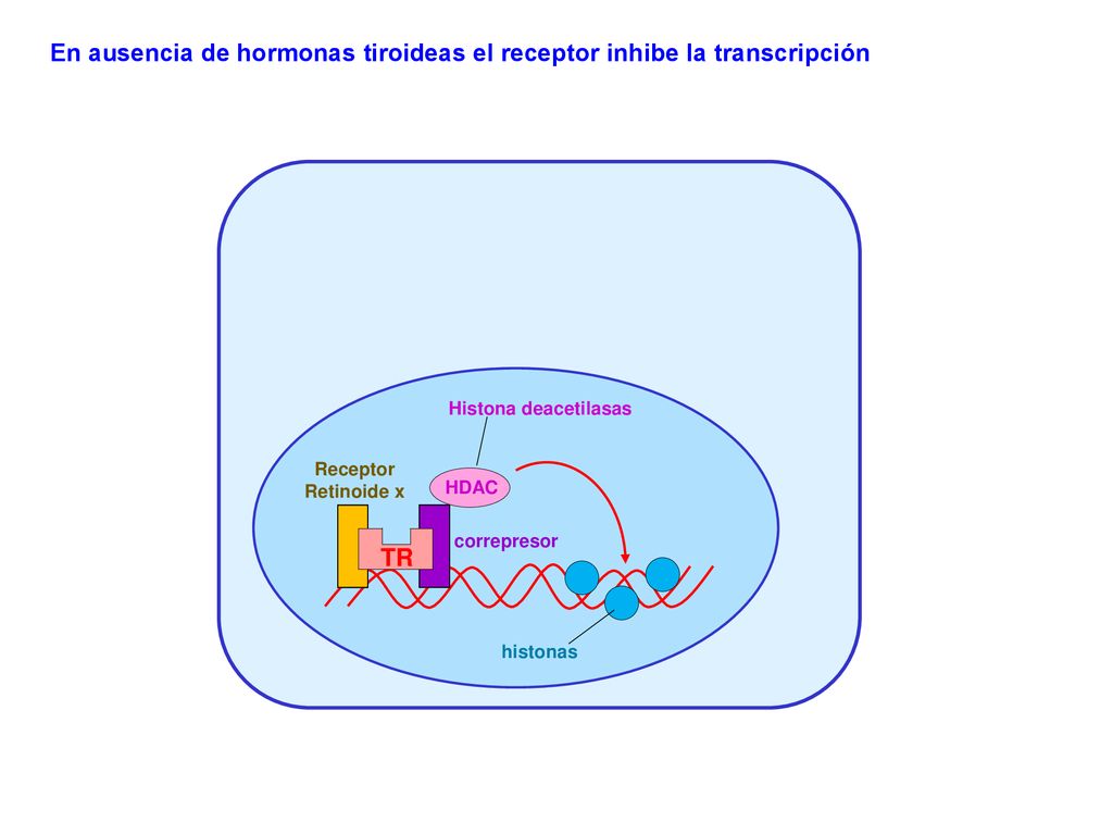 En ausencia de hormonas tiroideas el receptor inhibe la transcripción