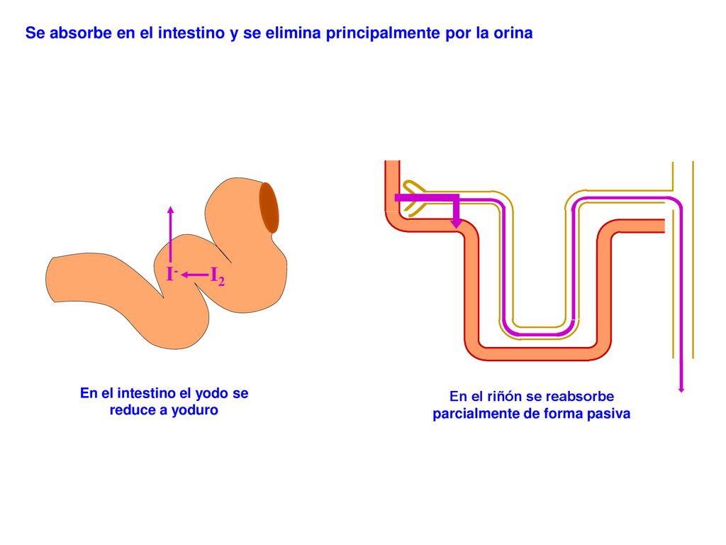 Se absorbe en el intestino y se elimina principalmente por la orina