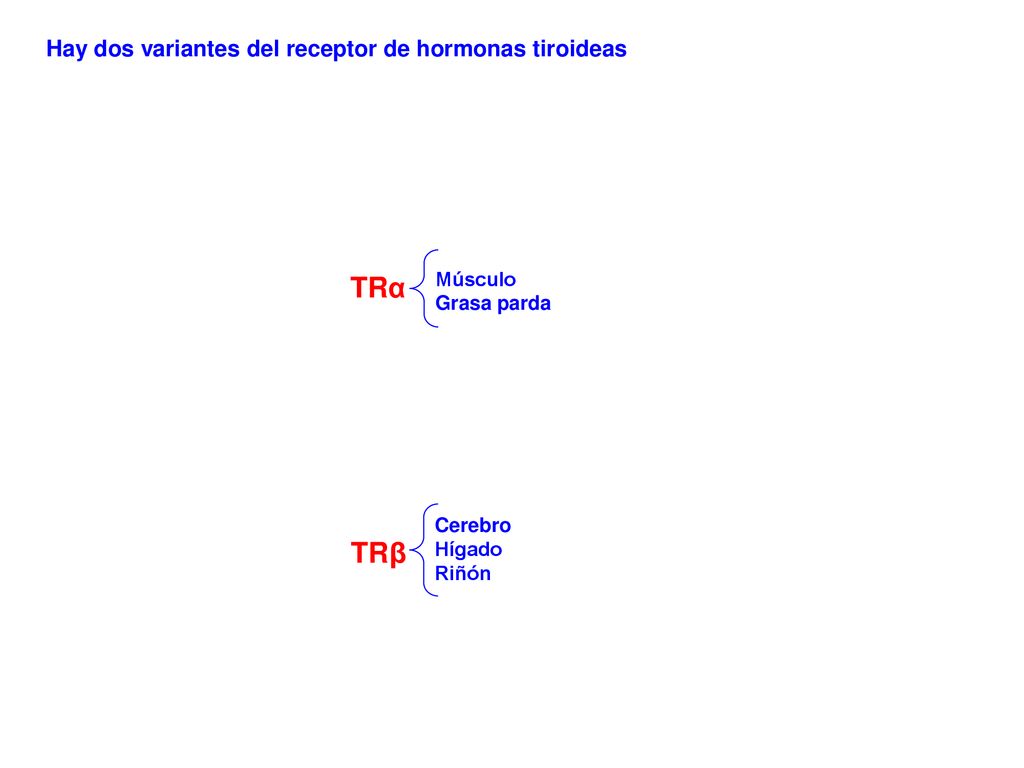 TRα TRβ Hay dos variantes del receptor de hormonas tiroideas Músculo