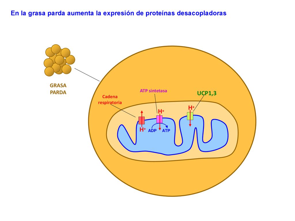 En la grasa parda aumenta la expresión de proteínas desacopladoras