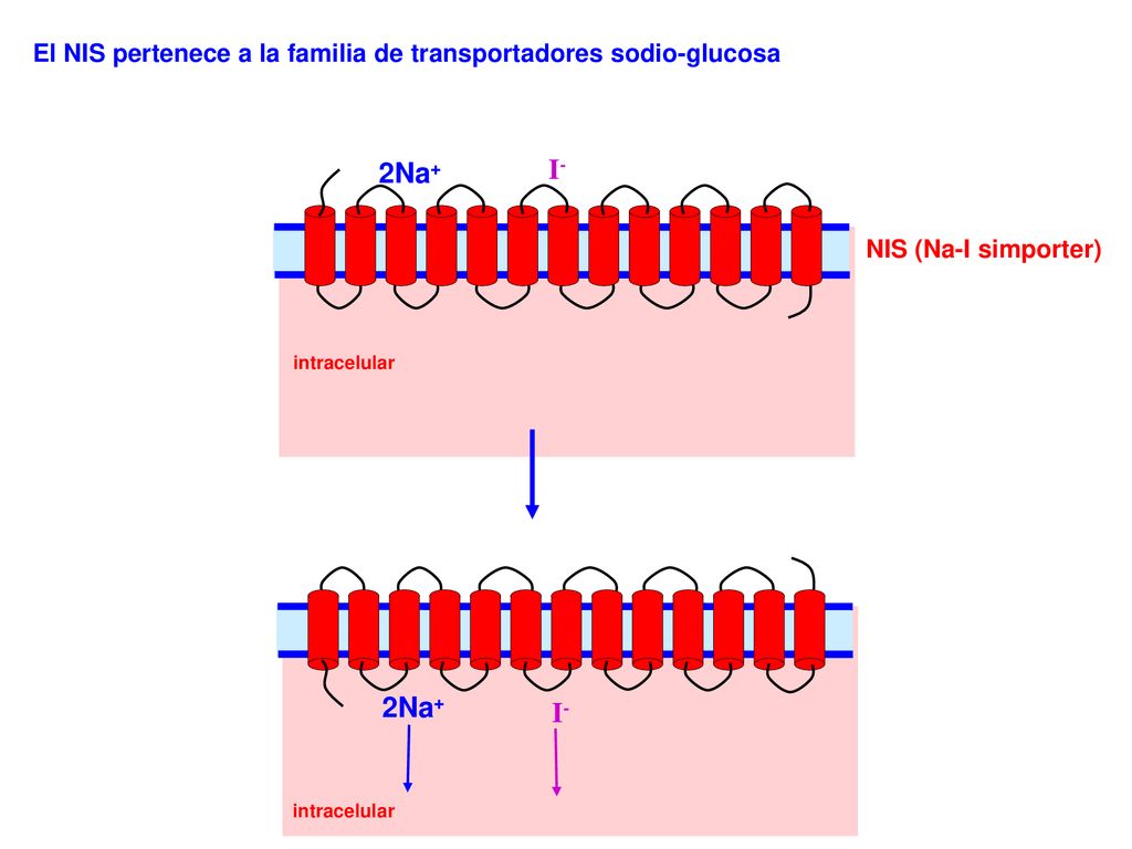 El NIS pertenece a la familia de transportadores sodio-glucosa