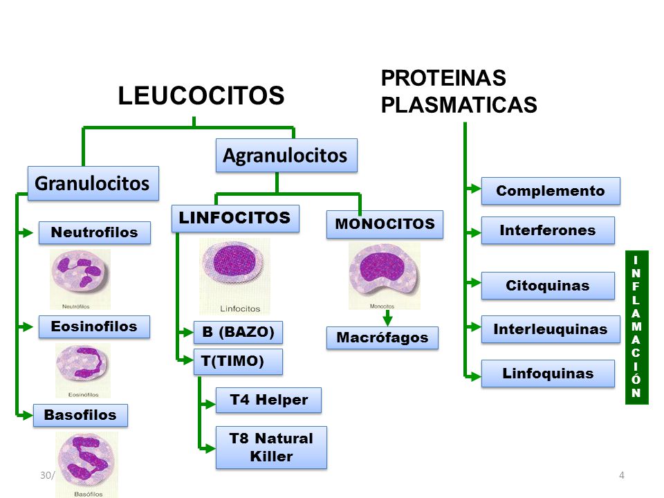 LEUCOCITOS PROTEINAS PLASMATICAS Agranulocitos Granulocitos LINFOCITOS