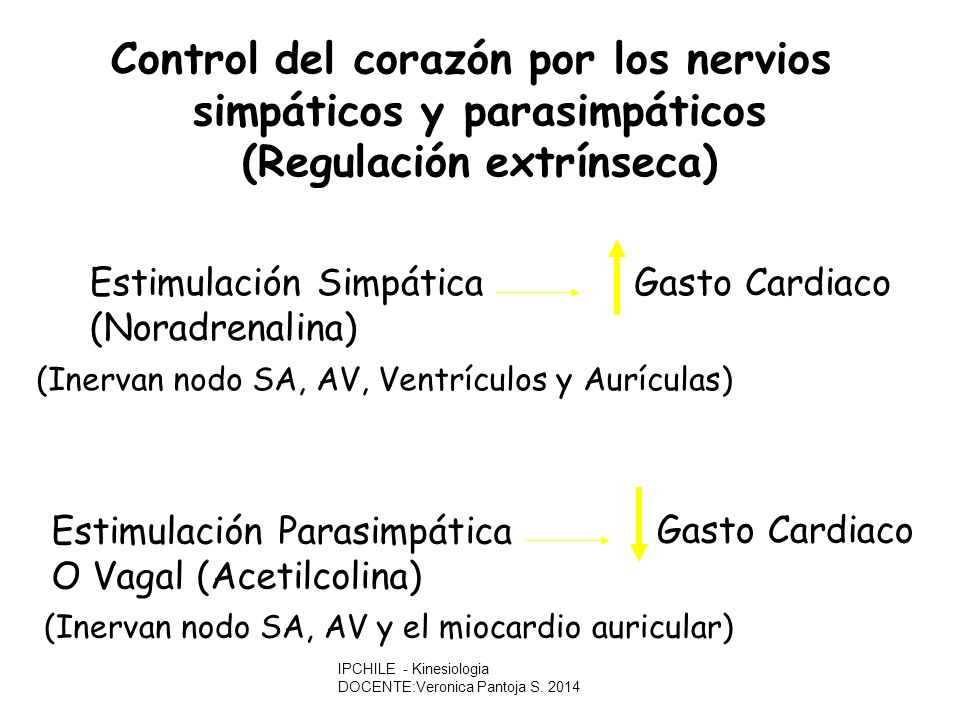 Control del corazón por los nervios simpáticos y parasimpáticos