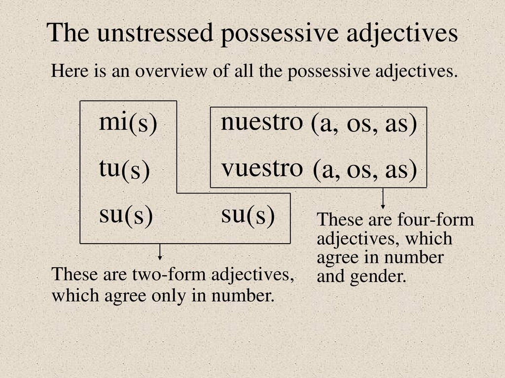 Possessive Adjectives - ppt descargar