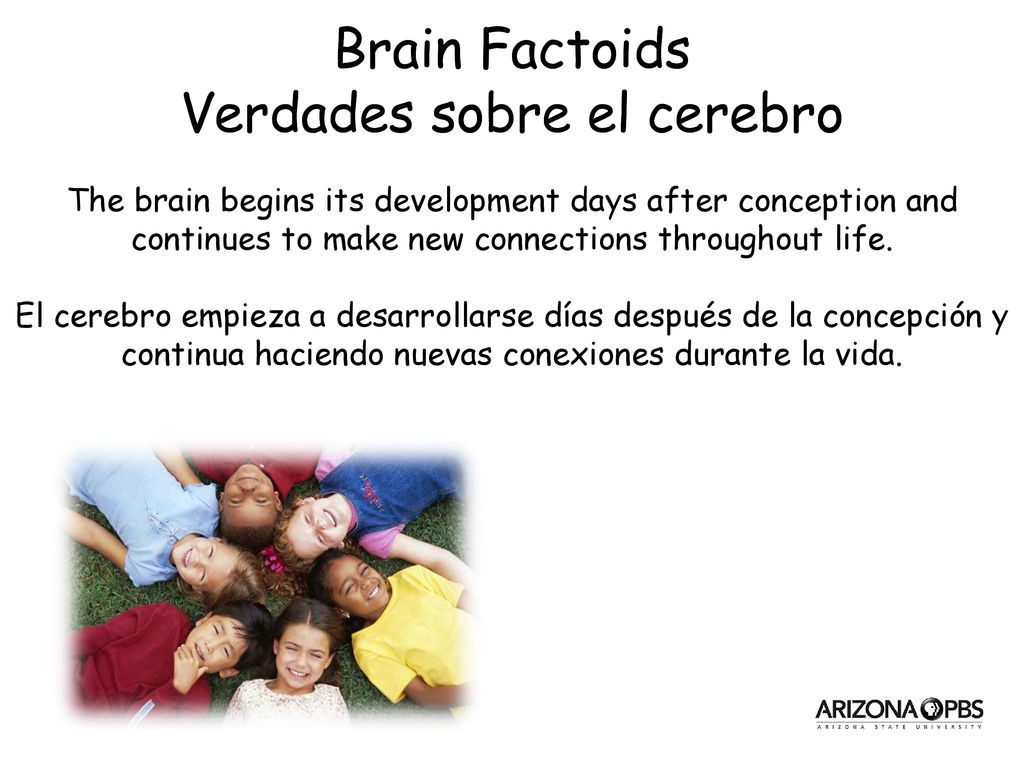 The brain begins its development days after conception and continues to make new connections throughout life.