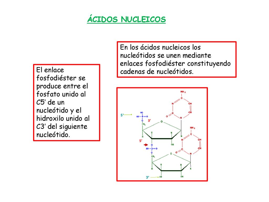 ÁCIDOS NUCLEICOS En los ácidos nucleicos los nucleótidos se unen mediante enlaces fosfodiéster constituyendo cadenas de nucleótidos.