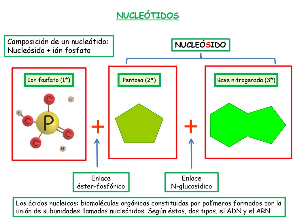 + + NUCLEÓTIDOS Composición de un nucleótido: Nucleósido + ión fosfato