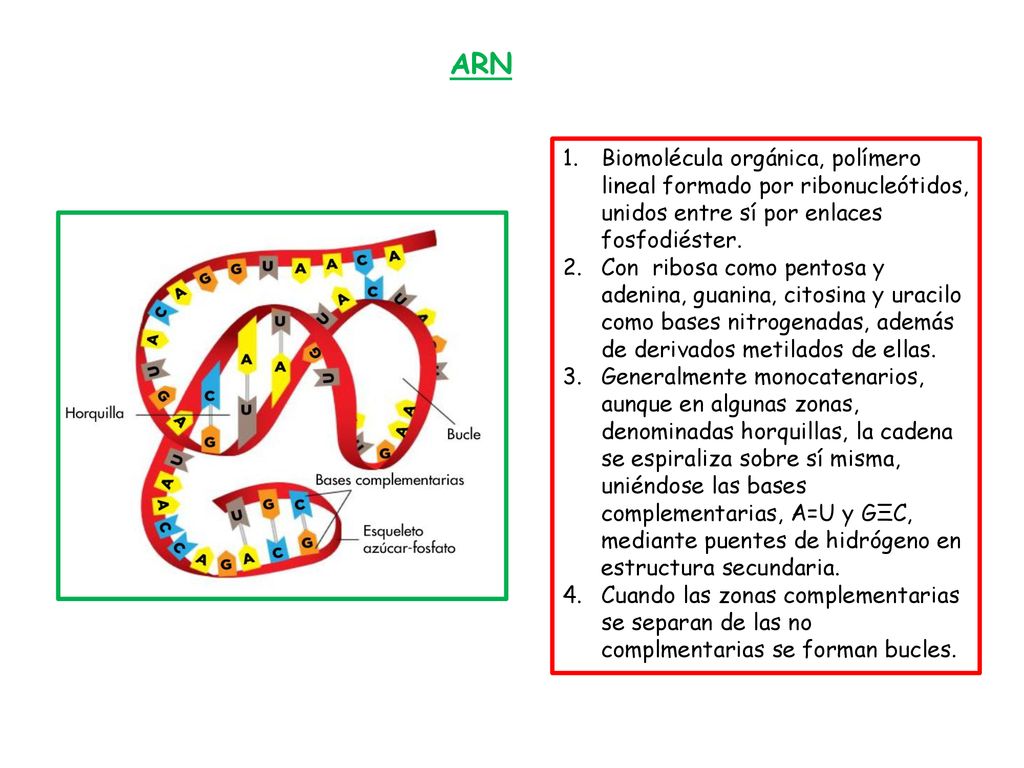 ARN Biomolécula orgánica, polímero lineal formado por ribonucleótidos, unidos entre sí por enlaces fosfodiéster.