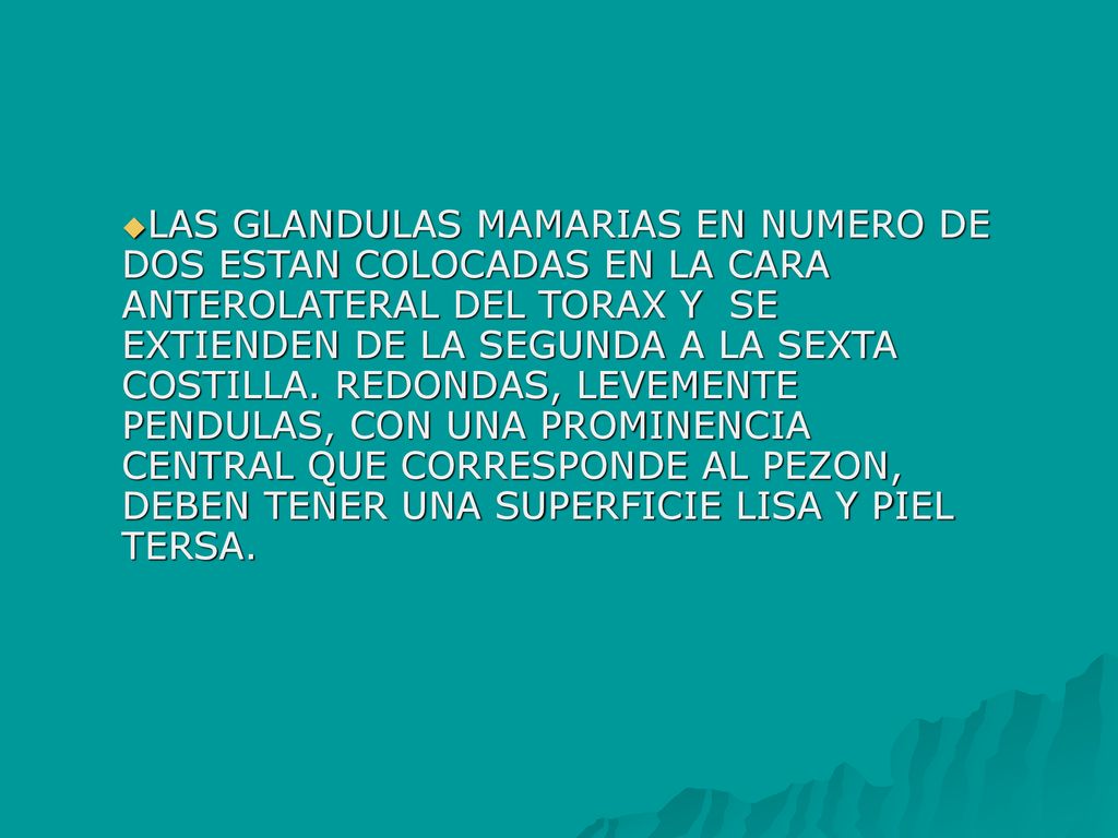 LAS GLANDULAS MAMARIAS EN NUMERO DE DOS ESTAN COLOCADAS EN LA CARA ANTEROLATERAL DEL TORAX Y SE EXTIENDEN DE LA SEGUNDA A LA SEXTA COSTILLA.
