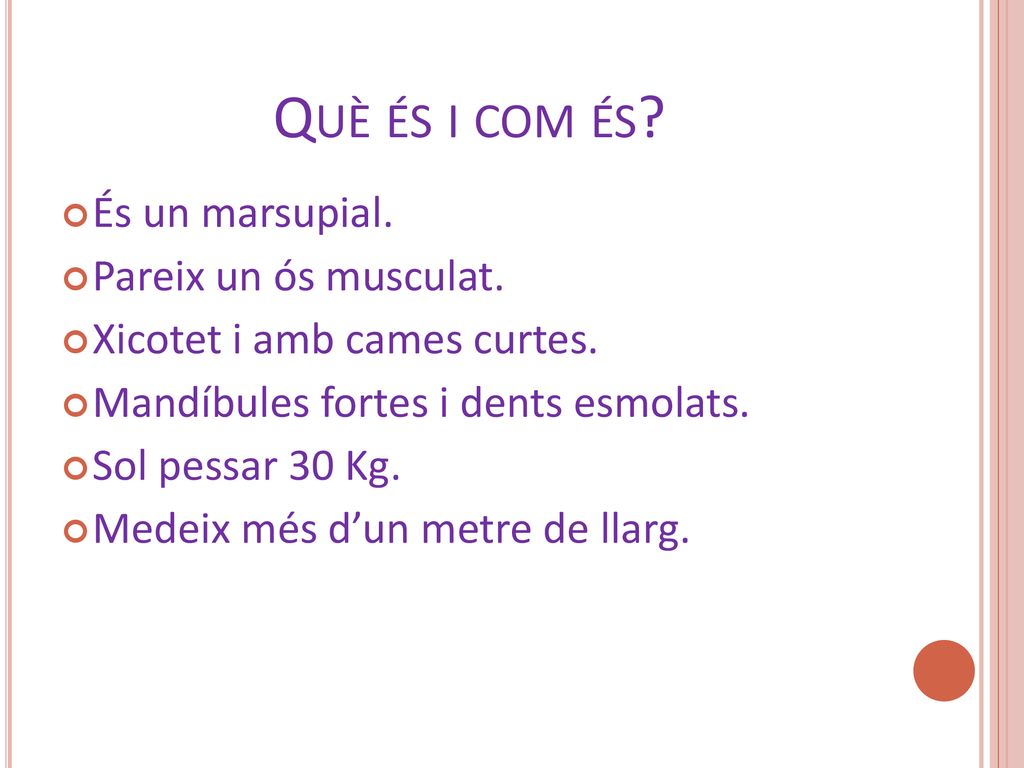 Què és i com és És un marsupial. Pareix un ós musculat.