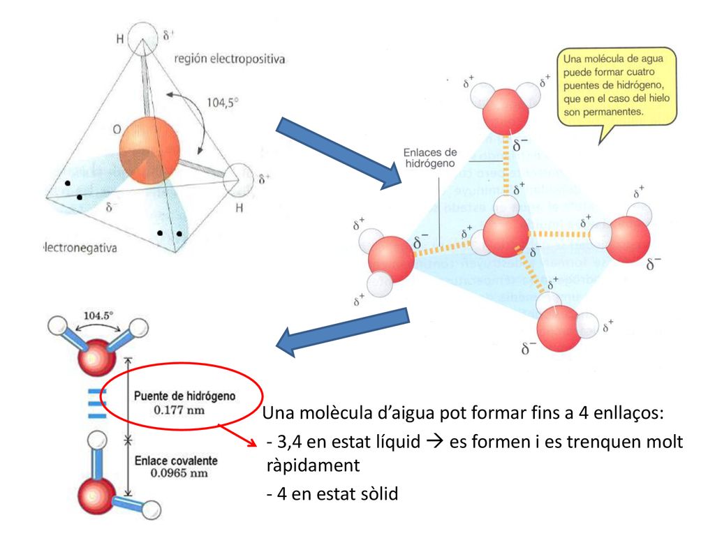 Una molècula d’aigua pot formar fins a 4 enllaços:
