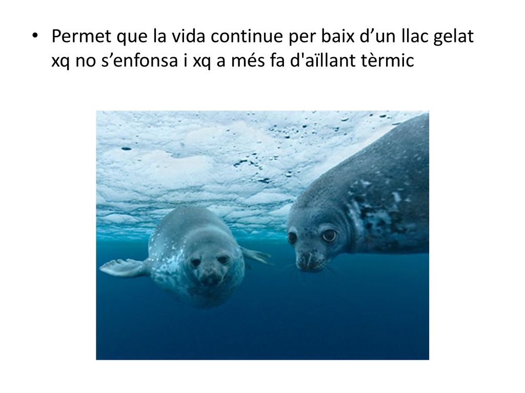 Permet que la vida continue per baix d’un llac gelat xq no s’enfonsa i xq a més fa d aïllant tèrmic
