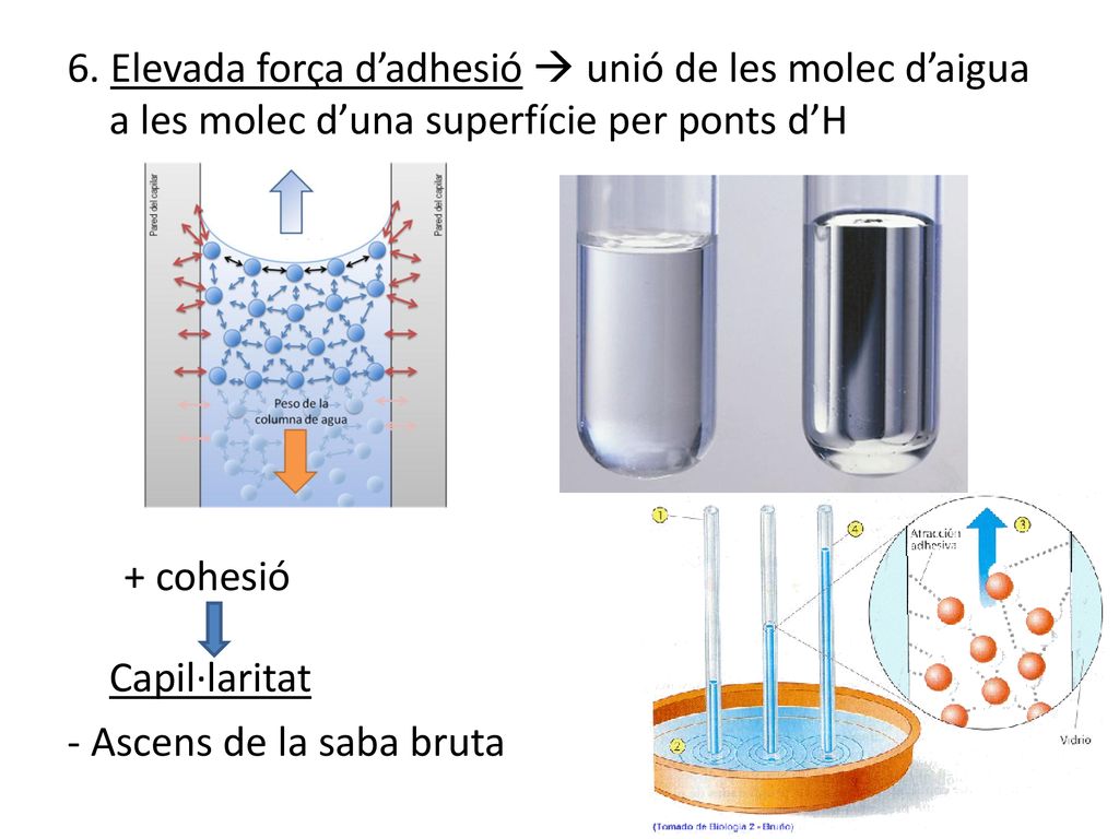 6. Elevada força d’adhesió  unió de les molec d’aigua a les molec d’una superfície per ponts d’H