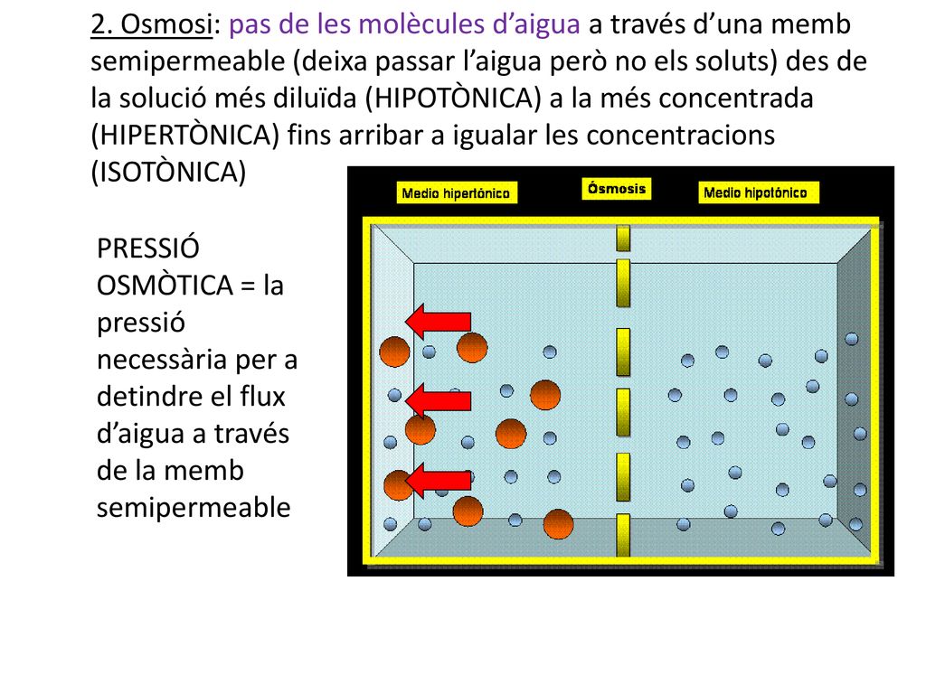 2. Osmosi: pas de les molècules d’aigua a través d’una memb semipermeable (deixa passar l’aigua però no els soluts) des de la solució més diluïda (HIPOTÒNICA) a la més concentrada (HIPERTÒNICA) fins arribar a igualar les concentracions (ISOTÒNICA)