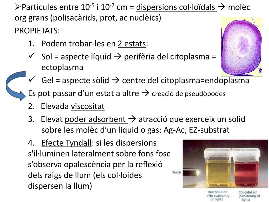 Partícules entre 10-5 i 10-7 cm = dispersions col·loïdals  molèc org grans (polisacàrids, prot, ac nuclèics)
