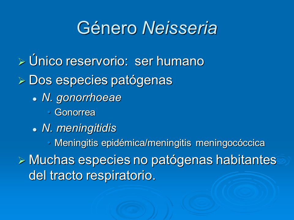 Género Neisseria Único reservorio: ser humano Dos especies patógenas