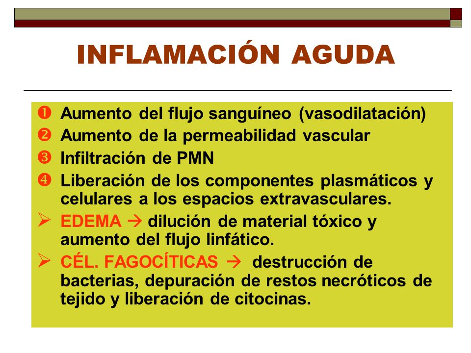 INFLAMACIÓN AGUDA Aumento del flujo sanguíneo (vasodilatación)