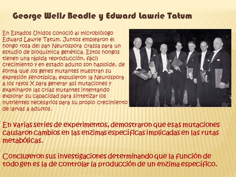George Wells Beadle y Edward Lawrie Tatum