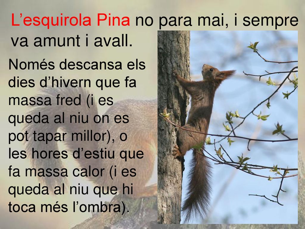 L’esquirola Pina no para mai, i sempre va amunt i avall.