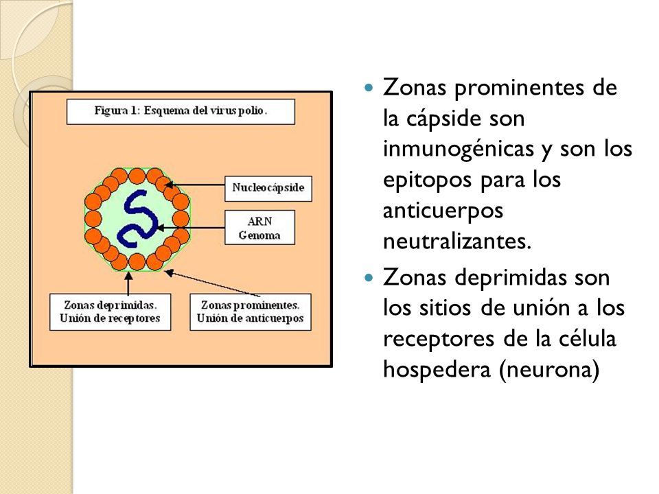 Zonas prominentes de la cápside son inmunogénicas y son los epitopos para los anticuerpos neutralizantes.