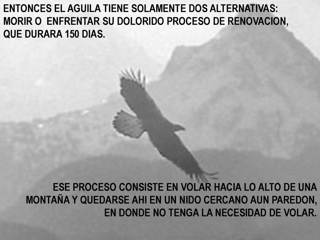 ENTONCES EL AGUILA TIENE SOLAMENTE DOS ALTERNATIVAS: MORIR O ENFRENTAR SU DOLORIDO PROCESO DE RENOVACION, QUE DURARA 150 DIAS.