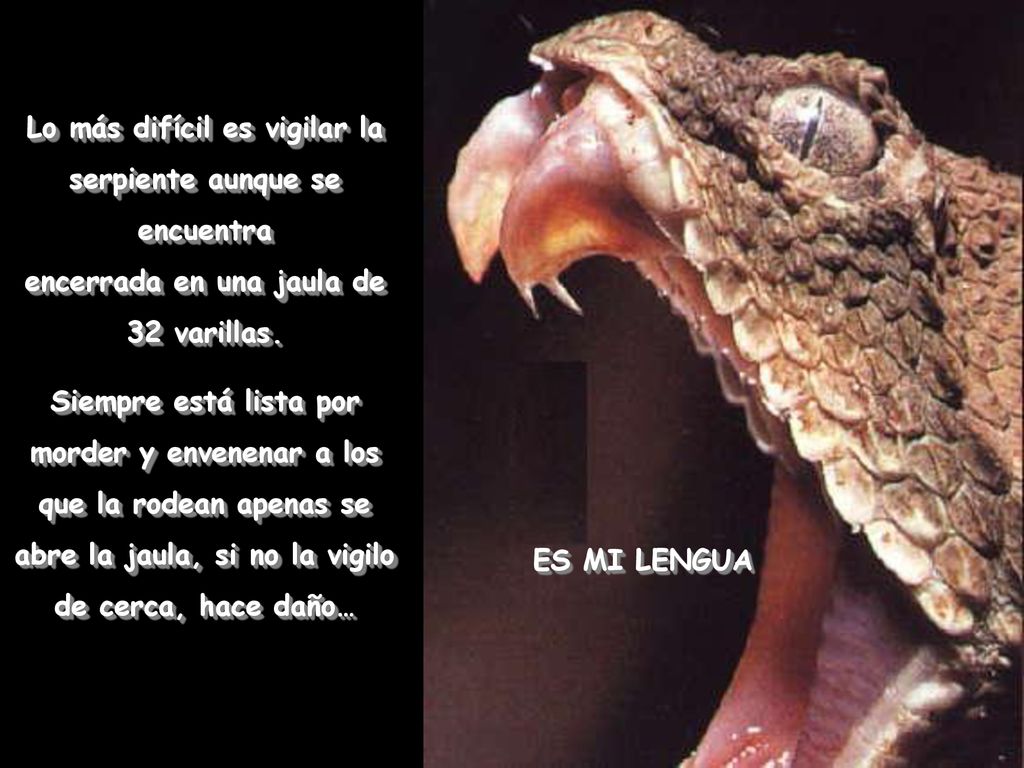 Lo más difícil es vigilar la serpiente aunque se encuentra encerrada en una jaula de 32 varillas.