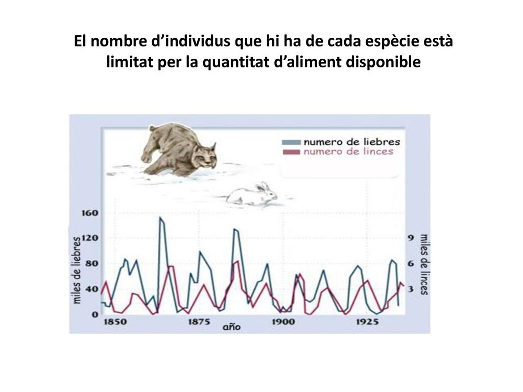 El nombre d’individus que hi ha de cada espècie està limitat per la quantitat d’aliment disponible