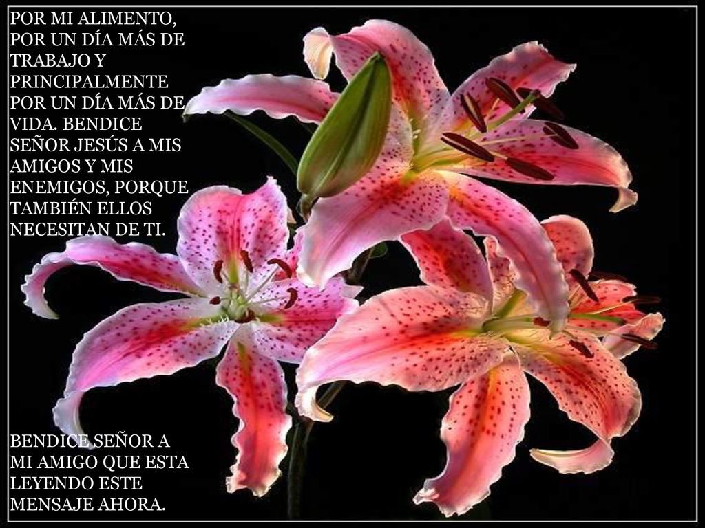 POR MI ALIMENTO, POR UN DÍA MÁS DE TRABAJO Y PRINCIPALMENTE POR UN DÍA MÁS DE VIDA. BENDICE SEÑOR JESÚS A MIS AMIGOS Y MIS ENEMIGOS, PORQUE TAMBIÉN ELLOS NECESITAN DE TI.