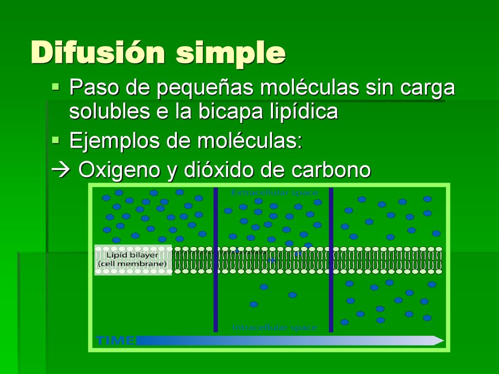 Difusión simple Paso de pequeñas moléculas sin carga solubles e la bicapa lipídica. Ejemplos de moléculas:
