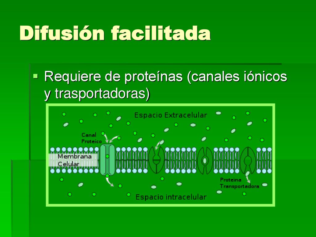 Difusión facilitada Requiere de proteínas (canales iónicos y trasportadoras)