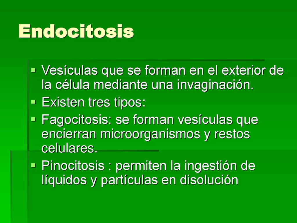 Endocitosis Vesículas que se forman en el exterior de la célula mediante una invaginación. Existen tres tipos: