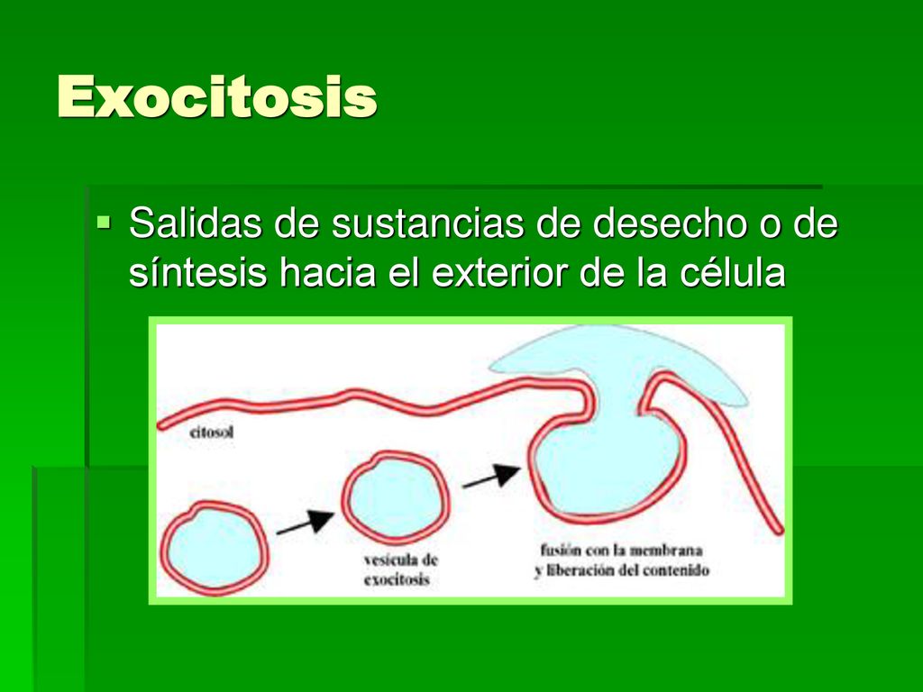 Exocitosis Salidas de sustancias de desecho o de síntesis hacia el exterior de la célula