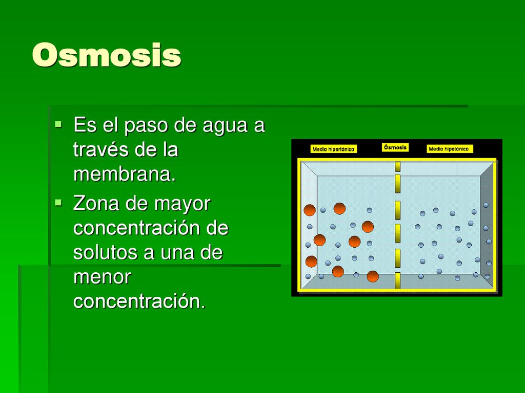 Osmosis Es el paso de agua a través de la membrana.