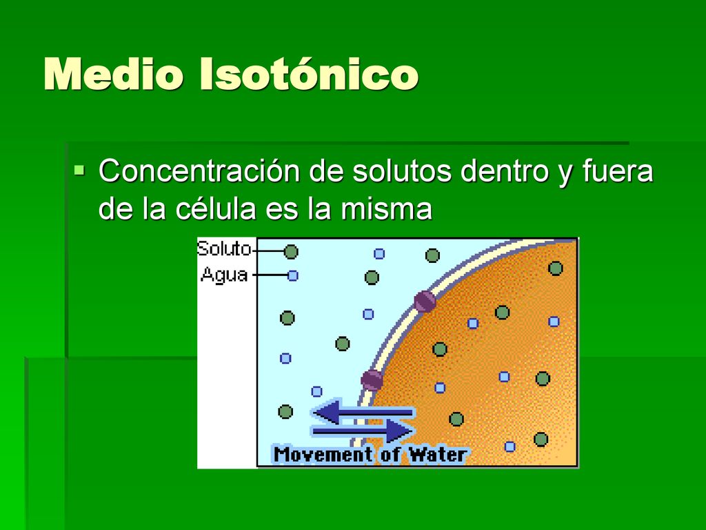 Medio Isotónico Concentración de solutos dentro y fuera de la célula es la misma