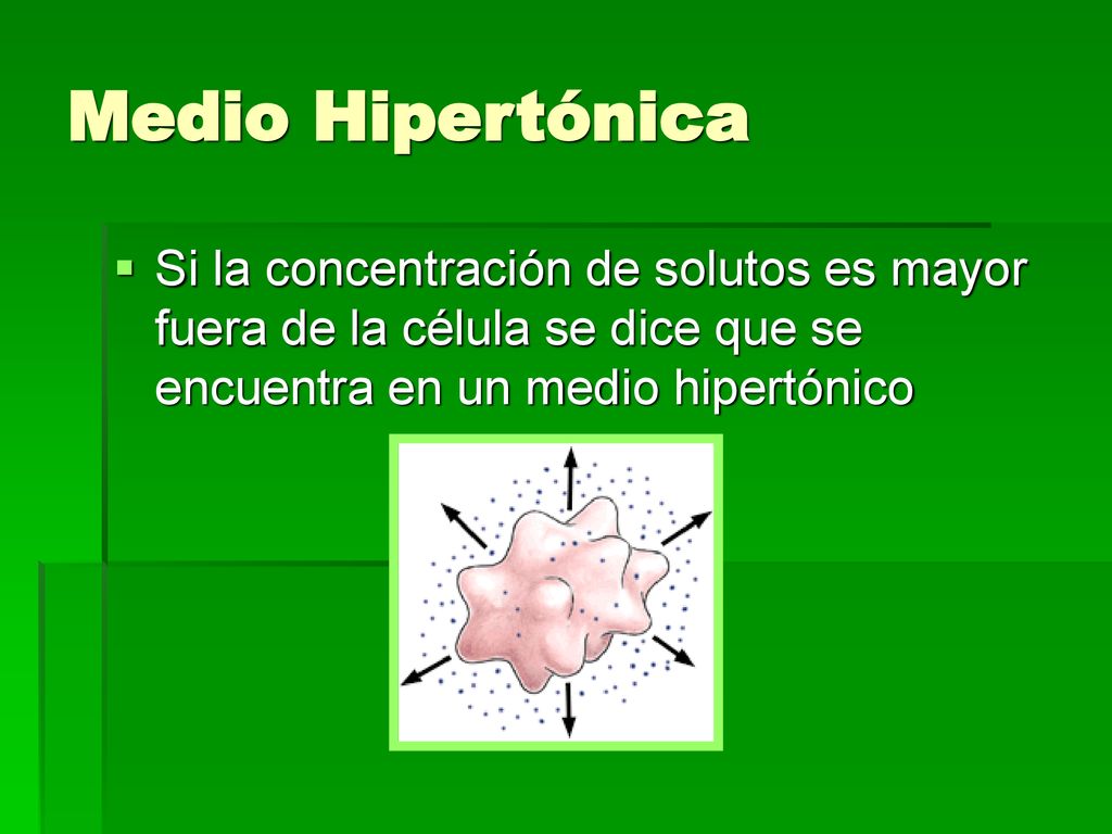 Medio Hipertónica Si la concentración de solutos es mayor fuera de la célula se dice que se encuentra en un medio hipertónico.