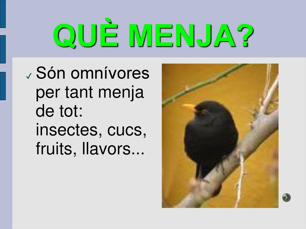 QUÈ MENJA Són omnívores per tant menja de tot: insectes, cucs, fruits, llavors...