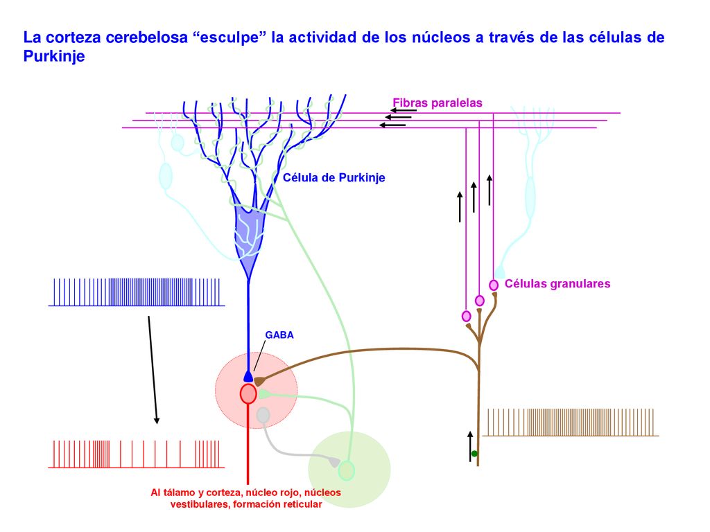La corteza cerebelosa esculpe la actividad de los núcleos a través de las células de Purkinje