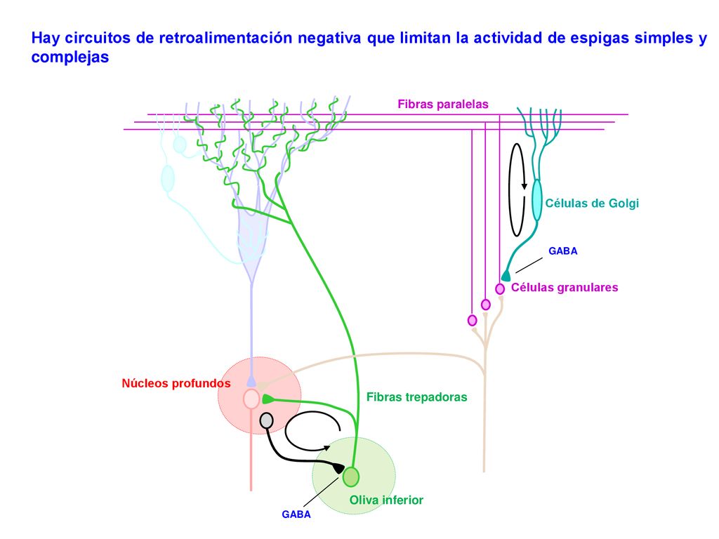 Hay circuitos de retroalimentación negativa que limitan la actividad de espigas simples y complejas