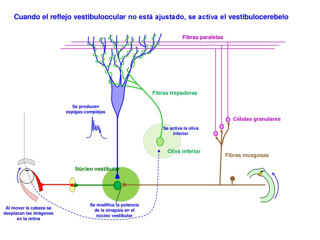 Cuando el reflejo vestibuloocular no está ajustado, se activa el vestibulocerebelo