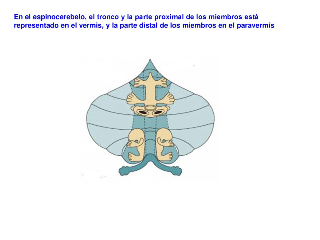 En el espinocerebelo, el tronco y la parte proximal de los miembros está representado en el vermis, y la parte distal de los miembros en el paravermis
