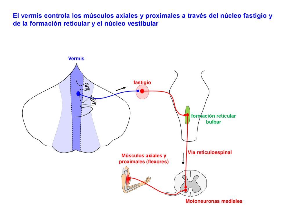 formación reticular bulbar Músculos axiales y proximales (flexores)