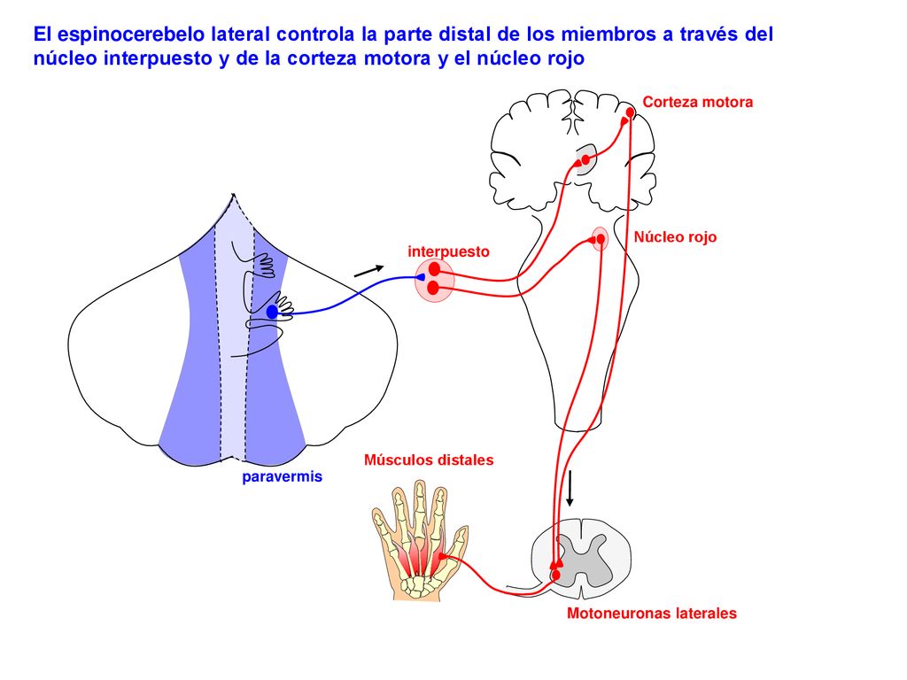 El espinocerebelo lateral controla la parte distal de los miembros a través del núcleo interpuesto y de la corteza motora y el núcleo rojo