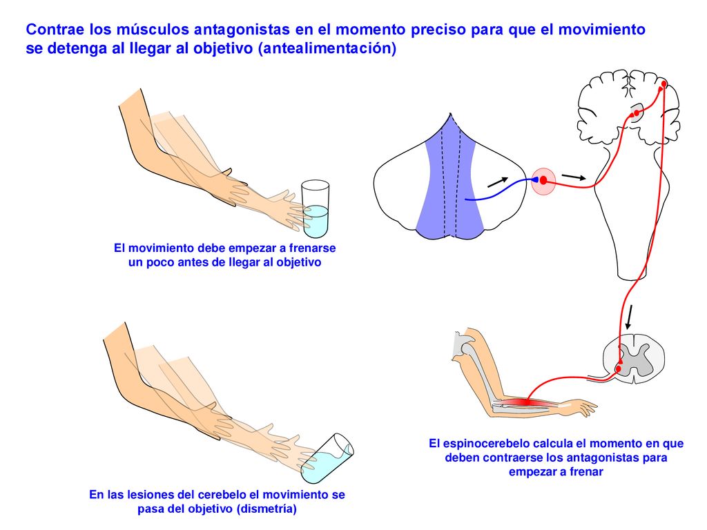 Contrae los músculos antagonistas en el momento preciso para que el movimiento se detenga al llegar al objetivo (antealimentación)