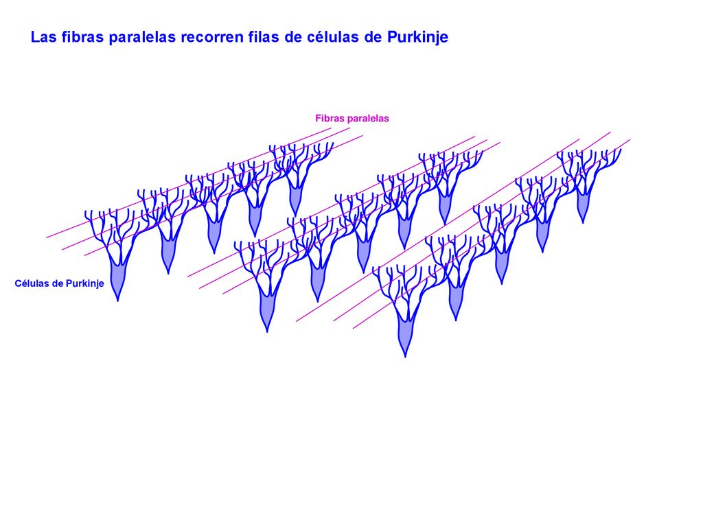 Las fibras paralelas recorren filas de células de Purkinje