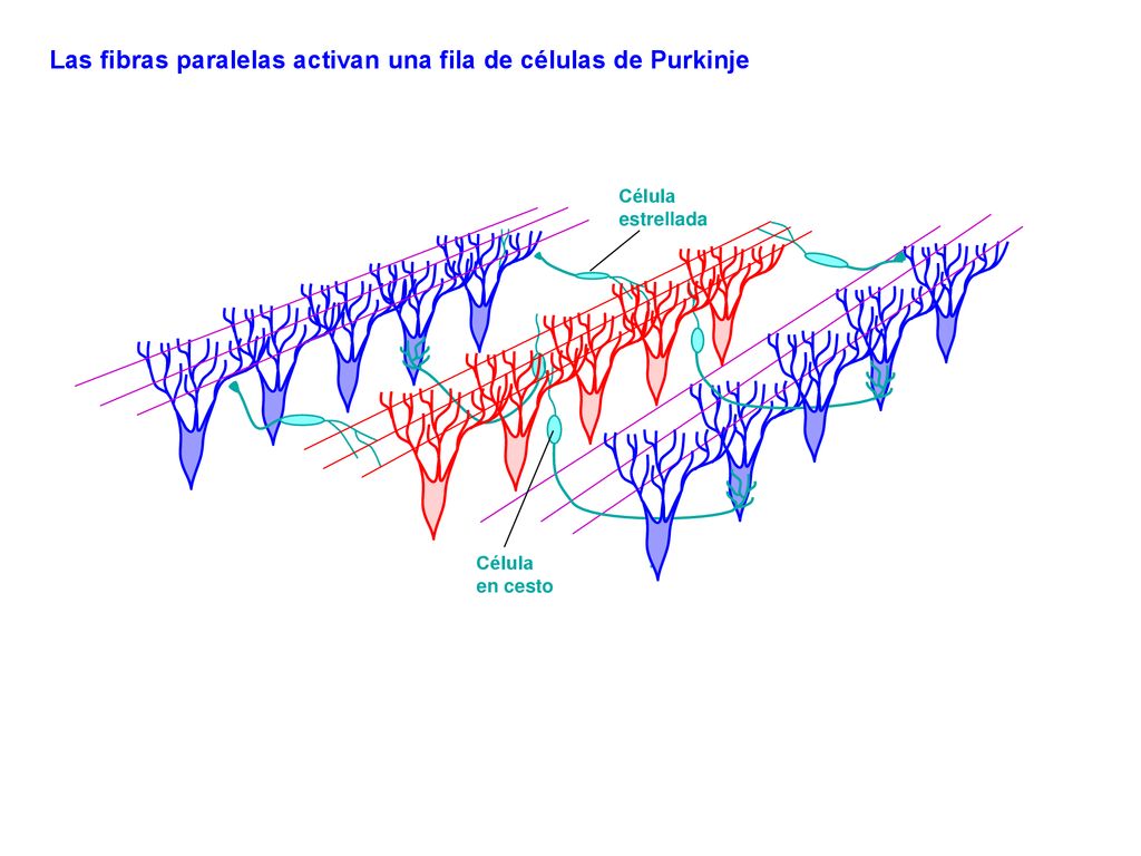 Las fibras paralelas activan una fila de células de Purkinje