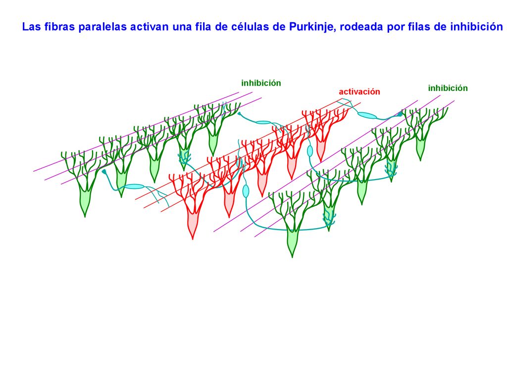 Las fibras paralelas activan una fila de células de Purkinje, rodeada por filas de inhibición