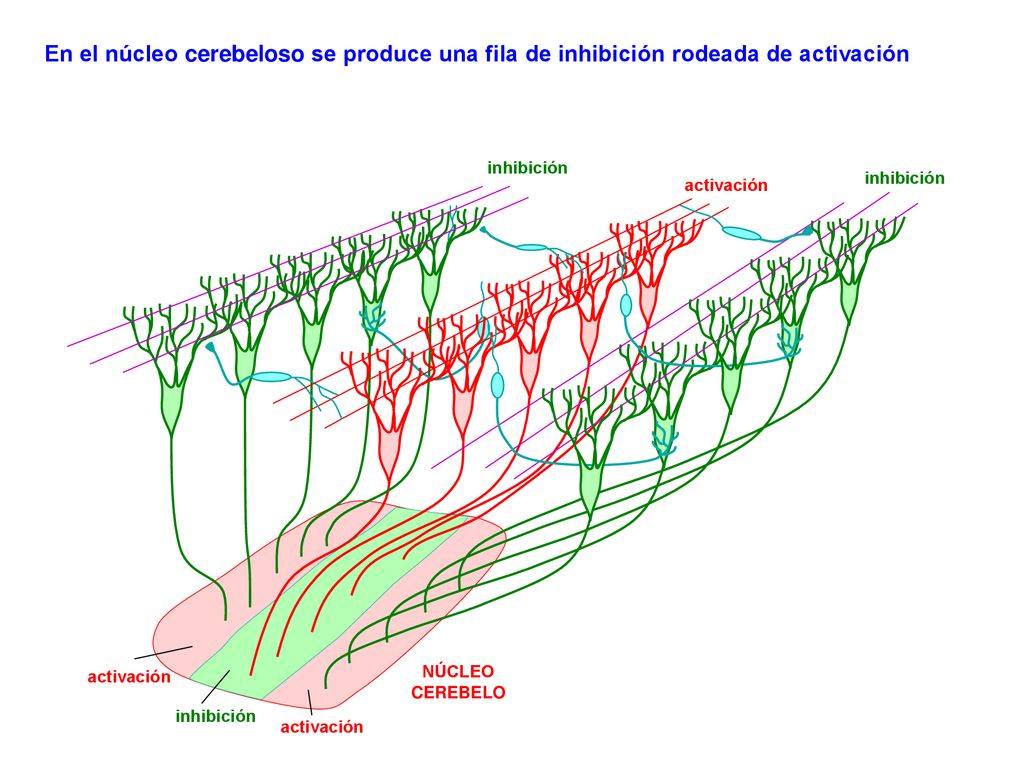 En el núcleo cerebeloso se produce una fila de inhibición rodeada de activación