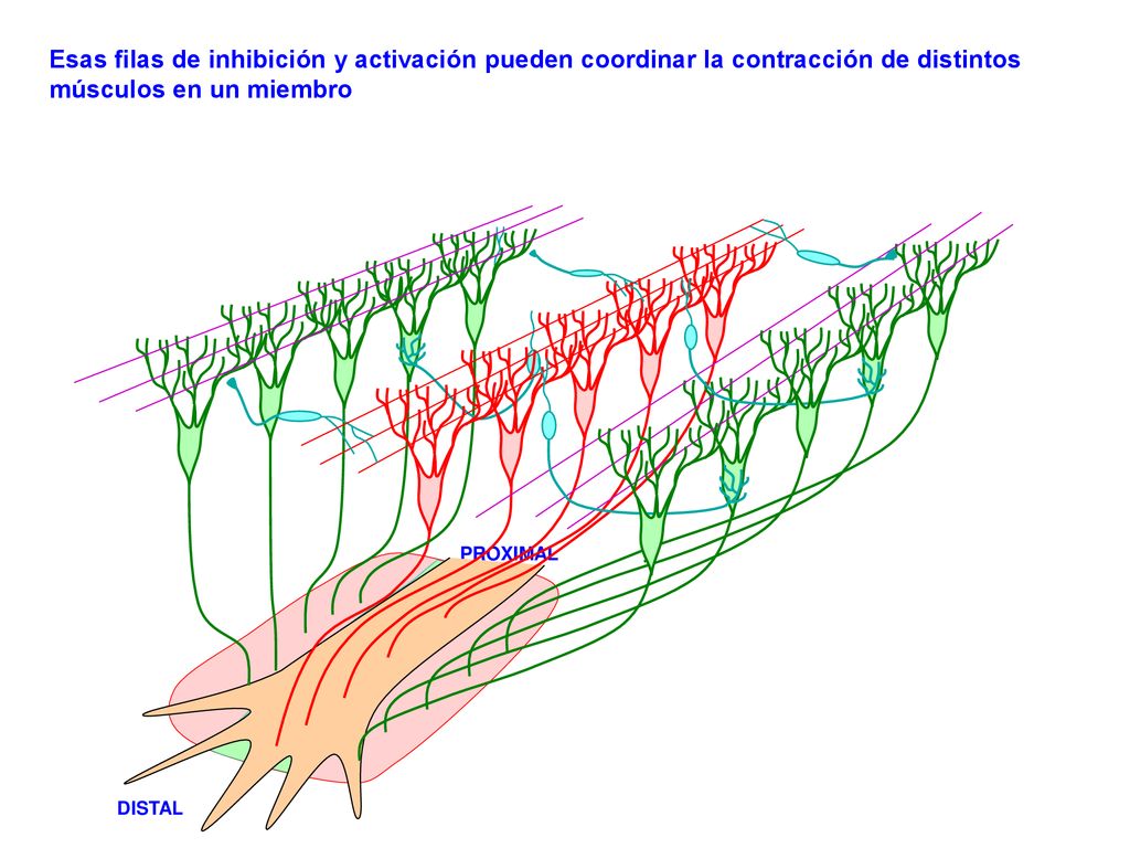 Esas filas de inhibición y activación pueden coordinar la contracción de distintos músculos en un miembro