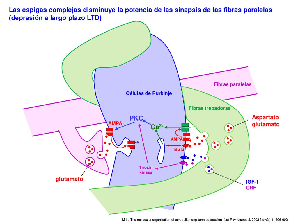 Las espigas complejas disminuye la potencia de las sinapsis de las fibras paralelas (depresión a largo plazo LTD)