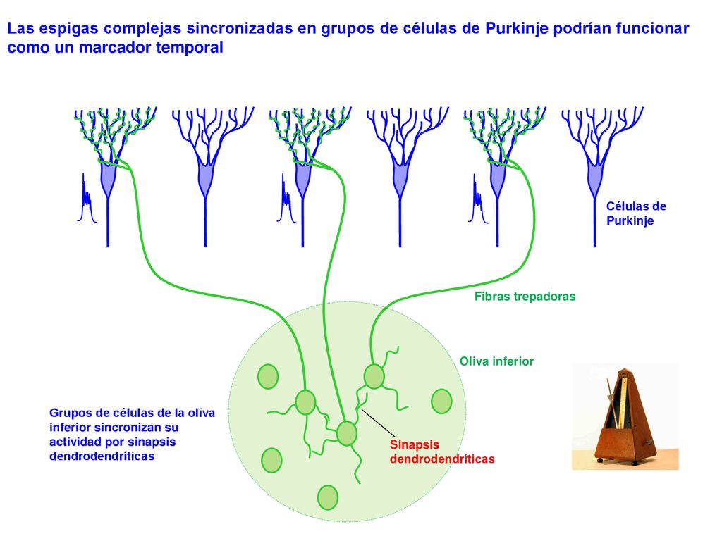 Las espigas complejas sincronizadas en grupos de células de Purkinje podrían funcionar como un marcador temporal